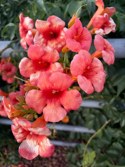 This is a close-up, slightly overhead, vertical shot of a cluster of vibrant orange-pink trumpet-shaped flowers with a faded white and pink interior. The flowers are heavily laden on a vine, with lush green foliage forming the background. A light gray metal railing is visible horizontally across the frame, partially obscured by the dense greenery and flowers. The image appears to be taken outdoors, likely in a garden or natural setting, possibly in Bali, Greece, given the specific mention of the location. There are no people or animals present in the frame.