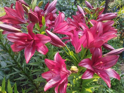 This is a close-up, eye-level shot of a cluster of deep red lilies blooming in a garden. The flowers are the primary subjects, with many open blooms and several buds in various stages of development. The petals are a rich, velvety red with subtle lighter streaks and a slightly glossy sheen, reflecting the sunlight. The stamens and pistils are visible within the open flowers, adding texture and detail. Lush green leaves form the background and surround the stems of the lilies. Some of the leaves are in sharp focus, while others in the distance are softer. The lighting suggests it is daytime, likely morning or afternoon, with bright sunlight casting dappled shadows on the foliage and flowers, creating a vibrant and naturalistic feel. The setting appears to be a garden in Baryshivka, Ukraine. The overall impression is one of natural beauty and abundant growth, evoking a sense of peace and serenity. There is no visible text in the image.