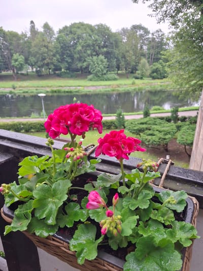 The image is a close-up shot of bright pink geraniums in a woven planter box. The flowers are in full bloom, with some buds also visible. The leaves are a vibrant green and appear to be wet, suggesting recent rain. In the background, a blurry scene of a park or garden can be seen. This includes a body of water, likely a lake or river, surrounded by lush green trees and manicured bushes. A pathway runs alongside the water. The overall impression is one of a tranquil, natural setting, possibly in a park or a waterfront area. The lighting suggests it might be a cloudy day, given the soft, diffused light and the dampness of the plants. No people are visible in the image, and there is no visible text. The location context provided, Pila, Poland, places this scene in a specific geographical area, suggesting a European park or garden environment.