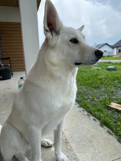 A white dog sits on a concrete path outdoors. The dog is facing to the right, with its head tilted slightly upwards. Its fur is thick and fluffy, and its ears are erect and pointed. The background shows a green lawn, some houses in the distance, and a cloudy sky. The scene appears to be in a residential area. The image does not provide any information about the specific location in the city of Rassokha, Russia.