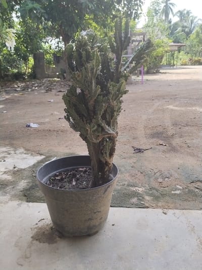 A potted plant, likely a candelabra-like succulent such as a Euphorbia trigona, stands prominently in the foreground. The plant features multiple green, upright, ribbed stems with small thorns, growing from a thicker, weathered base. It is housed in a dark grey or black plastic pot, filled with dark soil and some dried leaves. The pot itself appears dirty and well-used.

The plant rests on a light-colored concrete or paved surface, which transitions into an unpaved, earthy area behind it. This dirt ground is textured, showing signs of wear and scattered with small pieces of white debris and what appears to be a dried-up centipede or worm.

In the mid-ground and background, a lush, verdant environment unfolds with numerous trees and dense foliage, indicating an outdoor, possibly tropical or semi-tropical setting. Tall palm trees are visible towards the right side of the frame, and a building with a light-colored, possibly corrugated roof can be glimpsed through the trees. On the far left, out-of-focus white flowers are visible. The scene is brightly lit by natural daylight, suggesting it is daytime on a clear, sunny day. No human activity or visible text is present. The overall setting is consistent with a rural or semi-rural area in Teupinbayu, Indonesia.