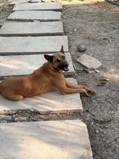 A medium-sized, short-haired brown dog lies stretched out on light grey concrete stepping stones in an outdoor setting. The dog, with its pointed ears and black muzzle, is looking directly up at the camera with bright, engaged eyes and its mouth slightly open, revealing teeth, suggesting it is panting or smiling. Its front paws are extended forward on one paver, while its back legs stretch out on another, parallel paver.
The concrete pavers form a path over dark, earthy ground, which is sparsely covered with scattered dry leaves and small debris. A small, dark, round object, possibly a stone or fruit husk, rests on the dirt near the dog's head. Distinct shadows are cast across the ground and pavers, indicating bright daylight, likely a sunny morning or afternoon. A blue pipe can be faintly seen in the top left corner of the scene. The overall environment suggests a rustic outdoor area in Thoi Son, Vietnam. There is no visible text in the image.