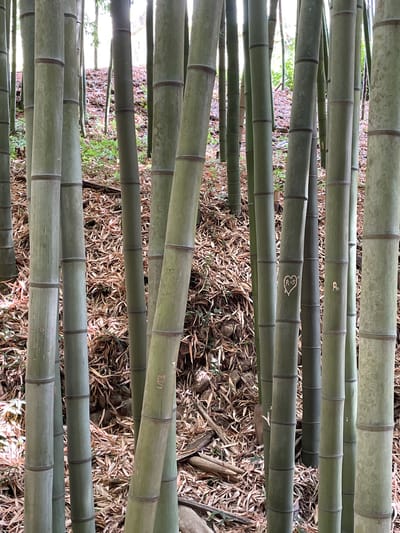 The image depicts a dense bamboo forest with numerous tall, green bamboo stalks. The ground is covered with dry, fallen bamboo leaves and some sparse green vegetation. In the foreground, several bamboo stalks are visible, with some showing carved markings. One stalk on the right side has a carved heart with "R+S" inside. Another stalk further to the right has a single carved letter "R". The lighting suggests it is daytime, with sunlight filtering through the bamboo canopy, creating shadows and highlighting the textures of the bamboo and forest floor. This scene is located in the Águeda Bamboo Forest, a natural attraction in Águeda, Portugal, known for its extensive bamboo groves.