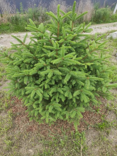 A young, bushy spruce tree stands in the foreground. It is a vibrant green, with dense needles and a rounded shape. The tree is planted in an area with dry, patchy grass and a scattering of small, brown seed husks. In the background, a gravel path is visible, leading away from the tree. Beyond the path, there is tall, dry vegetation and a dark, vertical fence. The overall scene suggests an outdoor location, possibly a yard or undeveloped area within the city of Prokhladnoye, Russia. There are no people or animals visible in the image. The lighting is natural, indicating daytime.