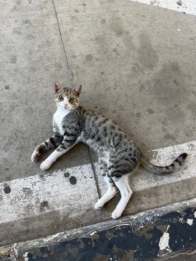 A tabby and white cat is lying on a concrete surface, possibly a sidewalk or street. The cat is oriented diagonally in the frame, with its head facing towards the top left and its tail extending towards the bottom right. The cat's fur is a mix of grey, black, and white, with distinct tabby markings. Its eyes are open, and it appears to be looking towards the camera.
The concrete surface shows signs of wear and tear, with some dirt and stains. There is a white line painted on the concrete, running diagonally across the lower portion of the image, and a darker, worn edge below that. The overall lighting suggests it is daytime.
The scene does not provide any specific indicators to pinpoint the location to Gorni Dabnik, Bulgaria, or any other city. The image is a close-up of the cat and its immediate surroundings.