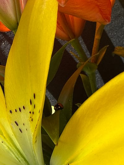 The image shows a close-up of yellow and orange lily petals with a ladybug. The ladybug is on a green leaf, and the petals are brightly colored with some dark speckles. The background is a dark, textured fabric. The scene is an outdoor natural setting. There are no people or buildings visible in the image.