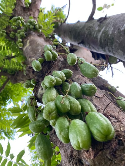 A low-angle shot captures clusters of unripe, green fruits hanging from the trunk and branches of a tree in Blangkabou, Indonesia. The fruits are elongated with slight ridges and a smooth surface, reminiscent of small cucumbers or starfruit. They are attached to thin stems that emerge directly from the bark of the tree. The tree trunk is rough and textured, with patches of lighter-colored lichen or moss. Lush green leaves, some with a feathery appearance, surround the fruits and branches, creating a dense foliage. The background is a bright, overcast sky, suggesting an outdoor environment during the day. No people or animals are visible in the frame.