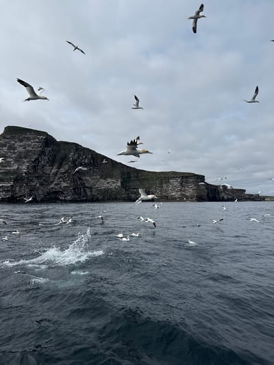 This media file captures a dynamic scene of Northern Gannets in flight and diving near a rugged cliff face in Shetland, United Kingdom. The subjects are numerous seabirds, identifiable by their white bodies, black wingtips, and distinctive yellow heads. They are shown in various poses: soaring through the overcast sky, hovering, and plunging into the dark, choppy water.
The scene is set by the dramatic dark grey cliffs, which are densely populated with what appear to be more birds nesting or perched on ledges, though most are too small to discern clearly. The ocean occupies the right side of the frame, with waves and white spray indicating active movement and potentially successful dives for food. The weather appears to be overcast, contributing to the moody, cool tones of the image, with a grey sky and diffused light. The time of day is likely daytime, given the general illumination.
Notable details include the sheer volume of gannets, creating a sense of abundance and activity. The contrast between the stark cliffs, the active seabirds, and the turbulent sea is striking. The image conveys a sense of wildness and the raw power of nature. There is no visible text in the media file.