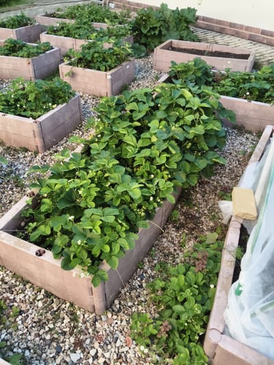 The image shows a garden with several raised beds filled with strawberry plants. The raised beds are made of a light brown, modular material and are arranged in rows. The strawberry plants are lush and green, with some visible white flowers and small green fruits. The ground between the raised beds is covered with gravel. In the background, there are larger plants, possibly rhubarb, and a portion of a building with a light-colored wall and a tiled roof. A piece of yellow material, possibly a brick or stone, and some white netting are visible near the edge of one of the raised beds. The overall scene depicts an outdoor garden setting. The location is identified as Yur'evo, Russia. There are no people visible in the image.