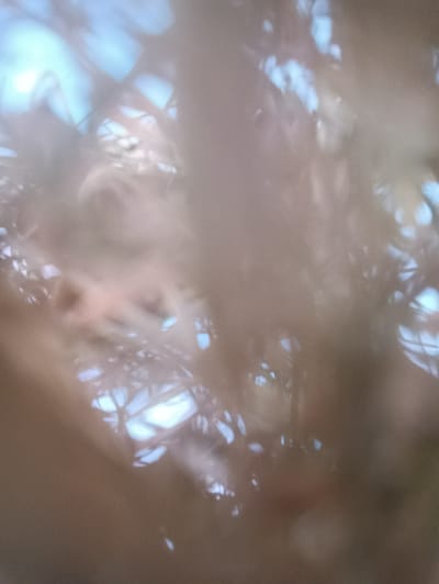 This is an abstract, out-of-focus photograph with a muted color palette dominated by soft browns, beiges, and hints of light blue. The image appears to be a close-up of some sort of organic material, possibly dried grass, feathery plants, or thin branches, viewed against a bright, possibly sky-like background.
The interplay of light and shadow creates an impressionistic effect. Streaks and patches of light, predominantly a bright, hazy blue, shine through the textured, translucent elements in the foreground. These elements are arranged in a way that suggests a tangled or layered structure, with thin, wispy strands creating a delicate, almost ethereal quality.
There are no discernible people, man-made objects, or clear signs of a specific activity or event. The overall impression is one of natural textures and light, evoking a sense of quietness or perhaps a contemplative mood. The soft focus and the diffused lighting suggest that this might be an indoor shot where light is filtering through a window or an outdoor shot with a shallow depth of field. There is no visible text in the image. The context provided, Сінькоўскі сельскі Савет, Belarus, suggests a rural or natural setting within Belarus.