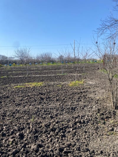 The image displays an outdoor agricultural scene in Merichleri, Bulgaria, under a clear, cloudless blue sky. The foreground and midground feature dark brown, freshly tilled earth, exhibiting a clumpy, uneven texture. Small patches of green vegetation are sporadically visible within the tilled soil. Rows of slender, deciduous trees, bare of foliage, are planted in the tilled ground, extending from the midground towards the background. Behind these trees, a visible apiary comprises numerous box-shaped beehives arranged in rows on a strip of green ground. The beehives present in varying colors, including yellow, blue, green, and natural wood tones. On the right side of the frame, denser, bare tree and shrub growth is observed, with several dark, spherical objects (consistent with dried fruit or galls) attached to the branches. Overhead, utility lines are visible horizontally across the upper midground. No human or animal subjects are present, and no overt activity is depicted.