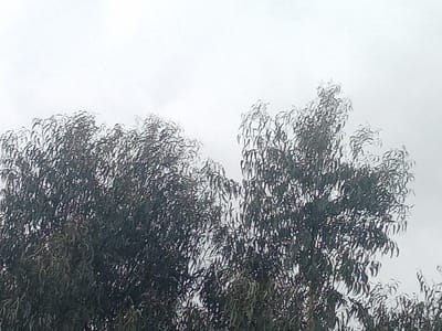 The image displays the upper canopy of a tree, likely a eucalyptus given the elongated, narrow leaves, against a uniformly light gray, overcast sky. The dense foliage consists of numerous dark green to grayish-green leaves, with no discernible individual branches. The top portion of the frame is dominated by the featureless sky, indicating diffused lighting conditions. No human figures, animals, man-made objects, or specific ground features are visible. The scene is located in Limuru Central ward, Kenya.