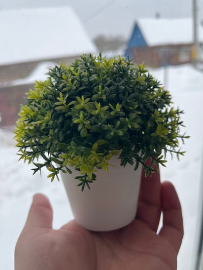 A human hand gently holds a small, artificial potted plant with lush green and lighter green plastic foliage. The plant is housed in a simple white pot. The image is taken indoors, looking out through a window to a brightly lit, blurred outdoor scene. The background appears to be covered in snow, indicating a winter setting. Reflections or indistinct structures are faintly visible in the out-of-focus background. The overall lighting suggests it is daytime. There is no discernible text or specific emotions depicted. The scene takes place in a snowy environment, possibly within the Карабоўскі сельскі Савет region of Belarus.