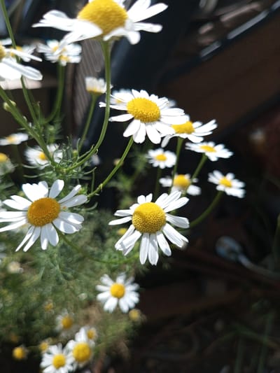 A close-up, low-angle shot captures a cluster of white daisies with yellow centers, their petals in various stages of bloom. Some flowers are sharp and in focus, while others in the background are blurred due to a shallow depth of field. The daisies are interspersed with green stems and foliage. The background is dark and indistinct, suggesting an outdoor setting, possibly a garden or natural area. The lighting appears to be natural sunlight, creating highlights on the petals. There are no people or animals present in the image. The scene is peaceful and natural, highlighting the delicate beauty of the flowers. The location in Zavyalovo, Russia, contributes to the overall impression of a rural or semi-rural environment.