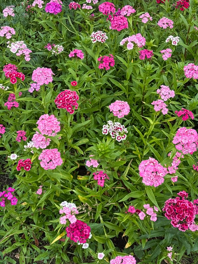 The image displays a dense bed of bright pink and magenta flowers, likely dianthus, with green foliage. The flowers are in various stages of bloom, some fully open and some in bud. The scene is shot from a high angle, looking directly down into the flower bed. The background is out of focus, creating a shallow depth of field. There are no people or animals visible in the image. The setting appears to be a garden or park. There is no information available in the image to suggest this scene is located in the city of Новый Кинер, Russia.