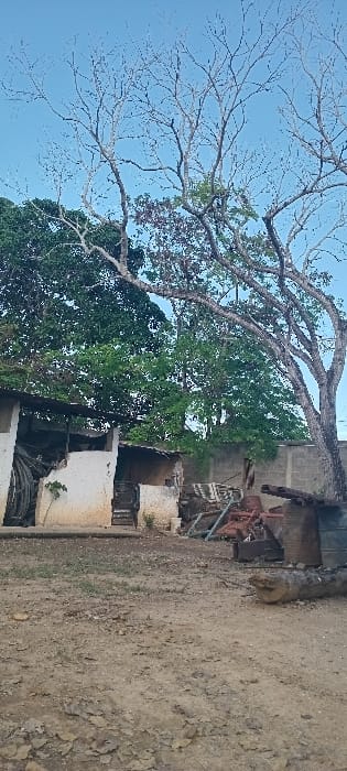 A landscape image displays a building structure, possibly a home, nestled behind dense foliage and a partially bare tree. The structure appears weathered, hinting at age. Overgrown vegetation surrounds the building, suggesting a slightly neglected or abandoned setting. In the foreground, a dirt ground covers much of the view. A blue sky is visible through the branches of the tree.