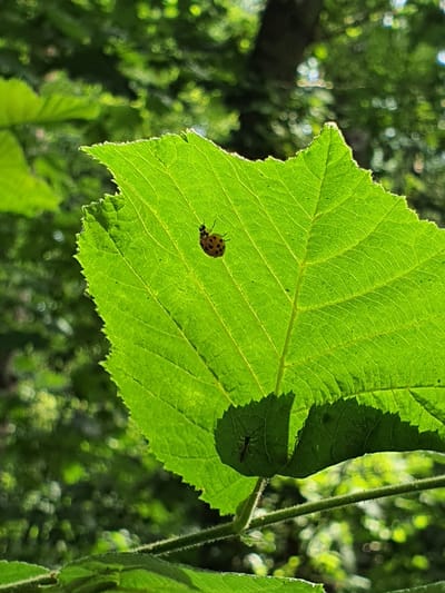 A ladybug with black spots on a bright green leaf is the central subject of this close-up, outdoor photograph. The leaf is illuminated from behind, highlighting its intricate vein structure. The background is a blur of green foliage, suggesting a natural, wooded setting. The image was captured in Falkensee, Germany. There are no people or discernible human activity present.