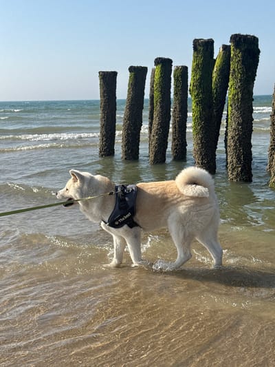 A light-colored dog wearing a black harness stands in shallow water at the edge of a beach, next to a series of wooden breakwaters. The breakwaters are dark and covered in green algae, and they are positioned at an angle to the shore. The water is clear and sandy, with small waves lapping around the dog's legs. The dog is looking down towards the water, with its tongue slightly out. The harness has text that reads "The Best". The scene appears to be set during the day, with clear blue skies and bright sunlight. The location is Wissant, France, a coastal town known for its beaches and breakwaters. The overall mood is peaceful and serene, with the dog enjoying a day at the beach.