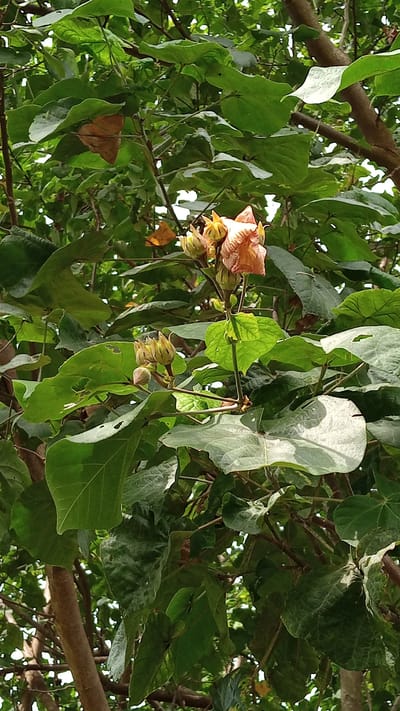 The image captures a close-up view of a flowering tree with large, green leaves and a single, delicate peach-colored flower in bloom, surrounded by several unopened buds. The flower, positioned slightly to the right of the frame's center, displays a soft, ruffled texture. The surrounding foliage is dense and lush, with branches and leaves forming a natural canopy. The background is a blur of green, suggesting a natural setting, likely a garden or park in Tanjong Krueng, Indonesia. The lighting is diffused, indicating an overcast day or shaded area. No people or specific actions are depicted; the focus is solely on the flora.