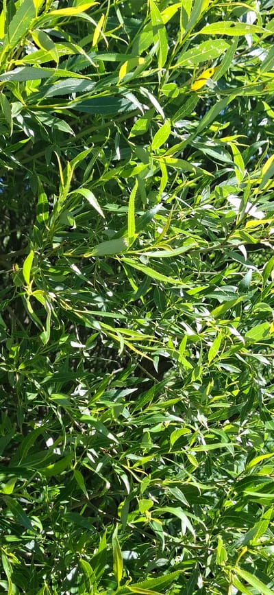 The image is a close-up, full-frame shot of dense green foliage, likely from a tree or shrub, taken outdoors in Orimattila, Finland. Sunlight filters through the leaves, creating areas of bright highlight and shadow. The leaves are elongated and pointed, with serrated edges, and are arranged along numerous thin branches. No people, animals, or man-made objects are visible. The overall impression is of lush, natural growth in a sunlit environment.