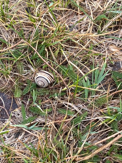 The image depicts a ground-level view of vegetation, consisting primarily of grasses (both green and dry) and small, fern-like plants. At the center of the frame is a snail shell, white with brown stripes. The ground appears uneven, and there is a small patch of dark soil visible. The location of the image is not discernable to the location in the city of Szigetszentmiklós, Hungary.