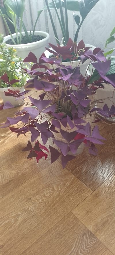 The image shows a potted purple shamrock plant with heart-shaped leaves, some of which are a deeper red. The plant is in a white pot and sits on a light brown wooden floor. In the background, other potted plants are visible, including one with large green leaves in a white pot, and another with thin, upright green stems. A white curtain is also visible behind the plants. The scene appears to be indoors, likely in a residential setting, given the presence of houseplants and the wooden flooring. There is no indication of the location being the city of Терси, Russia.