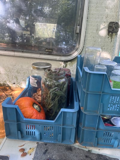 The image displays an outdoor scene in Sint-Pieters-Leeuw, Belgium, featuring various items arranged alongside a weathered recreational vehicle or caravan. The foreground contains two light blue plastic storage crates resting on a hard, possibly concrete or paved, surface. The left crate holds a single orange pumpkin or squash, a large glass jar with a silver lid containing dried organic material and a label marked "MMES" and "03/24", and another large clear glass jar filled with green leafy plant material and small purple flowers. A third, smaller red-lidded jar is partially visible behind the herb-filled jar.
To the right, a second identical light blue crate is stacked atop another. This top crate contains multiple empty, clear glass jars and bottles of assorted sizes, with one jar exhibiting a partial label indicating "290 g". The lower crate in this stack is mostly obscured. The ground immediately around the crates shows scattered debris, including dried leaves.
The background is dominated by the side of an older recreational vehicle, characterized by its off-white exterior, which exhibits significant green biological growth and general discoloration consistent with prolonged outdoor exposure. A large, curved window on the vehicle reflects dense green foliage, likely trees, and a faint rectangular structure. To the right of the window, a small, dark, possibly rusted fixture is attached to the vehicle's wall. No individuals are present in the scene.