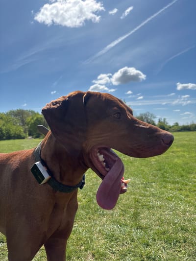 The image shows a reddish-brown dog, possibly a Vizsla, with its mouth open and tongue extended, against a backdrop of a bright blue sky with scattered white clouds and green grass. The dog is wearing a collar with a small, rectangular device attached. The setting appears to be an outdoor grassy area, likely a park or field in the city of Broxbourne, United Kingdom. The dog is the primary subject, and it is positioned at a low angle, with the camera pointing upward. The focus is sharpest on the dog's head and collar, while the background is slightly blurred. There are no people visible in the image. The lighting suggests a sunny day.
