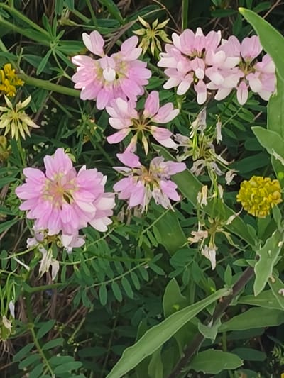 In Shyroka Dacha, Ukraine, a close-up, top-down view captures a cluster of pale pink flowers with multiple delicate petals, some appearing closed and others slightly open, forming spherical clusters. These are interspersed with smaller, yellow, ball-shaped flowers and delicate, dried white flower remnants. The flowers are set against a backdrop of lush green foliage, characterized by thin, elongated leaves arranged along slender stems, creating a dense, natural ground cover. The lighting suggests an outdoor environment, likely during daylight hours.