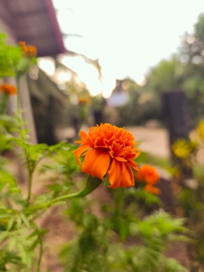 The image depicts a close-up view of a vibrant orange marigold flower in a garden setting in Teumpokteungku, Indonesia. The solitary, fully bloomed flower is positioned slightly right of center in sharp focus, showcasing its dense, ruffled petals and a green stem extending downward and to the left. Multiple other marigold plants with green foliage are visible, blurred, in the foreground and mid-ground. In the heavily out-of-focus background, a bright, overexposed light source, likely the sun, dominates the upper center, casting a strong backlight. Blurred architectural elements, including a red-orange roofline or awning, are visible on the upper left, alongside indistinct green foliage and dark structures on the right. No individuals or specific actions are discernible. The scene is bathed in natural light, suggesting either early morning or late afternoon conditions.
