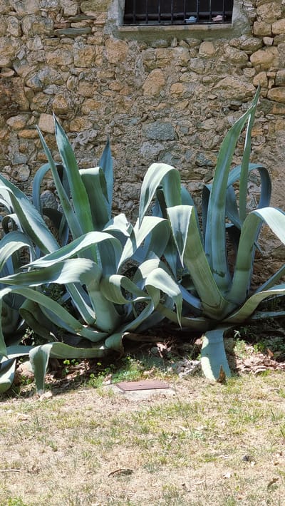 The image depicts a close-up of a large agave plant with thick, blue-green leaves, situated outdoors next to a rustic stone wall. The wall, constructed from irregular stones of varying sizes and colors, features a small, dark-colored window with a metal grate on the left side. To the right of the agave plant, dry, sun-baked grass covers the ground, with some scattered leaves and small green shoots. A rectangular metal grate is visible in the grass. The lighting suggests it is daytime, with bright sunlight casting shadows and highlighting the textures of the stone, the plant's leaves, and the dry grass. The scene appears to be a garden or a natural outdoor setting, potentially in a rural area given the stonework and natural vegetation. There is no visible text in the image. The overall impression is one of natural beauty and a sense of quiet stillness.