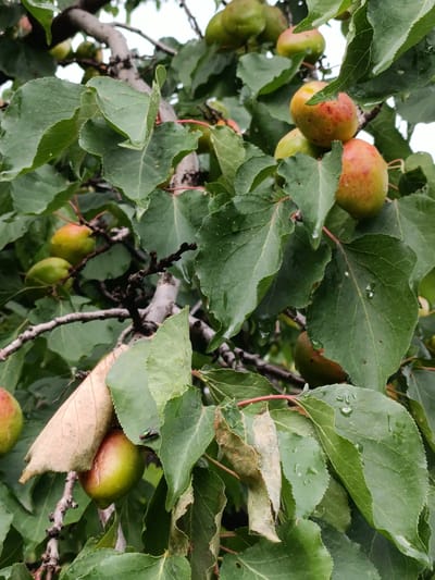 A close-up, vertical shot captures a branch of an apricot tree laden with ripening fruit. The apricots, varying in color from green to reddish-orange, are interspersed with lush green leaves. Some of the leaves are wet, suggesting recent rain. A single green fly is visible on one of the leaves. The background is a blur of more leaves and branches, with hints of a bright, overcast sky. The image appears to be taken outdoors in a natural setting, likely in Kyzyl Suu, Kyrgyzstan, given the prevalence of fruit trees in the region. No people are present in the scene.