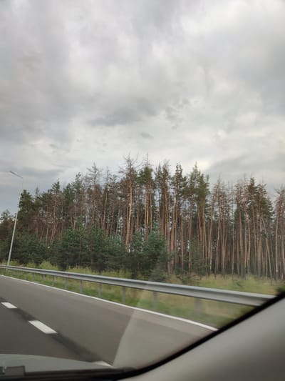 A wide shot shows a view from inside a vehicle looking out at a forest next to a highway. The sky is overcast with gray clouds. The forest is composed of tall, slender pine trees, many of which appear to be dead or in the process of dying, with bare branches and brown needles. There are also some green, younger pine trees interspersed among the dead ones. A metallic guardrail runs along the edge of the highway, separating it from the wooded area. A white lane marker is visible on the asphalt road. A tall, thin lamppost stands on the left side of the image, near the forest. The overall impression is one of a natural landscape bordering a man-made road, with signs of environmental stress evident in the trees. The location is identified as Markivka, Ukraine.