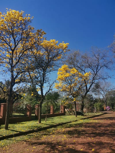 The image depicts a sun-drenched scene in Obligado, Paraguay, under a clear blue sky. The foreground is a reddish-brown dirt path, scattered with fallen yellow petals. To the left, a well-maintained lawn is also strewn with yellow petals, bordering a low, red brick wall topped with a black metal fence. Several trees are visible, with two prominent trees in the left half of the frame covered in vibrant yellow blossoms. Behind the fence, lush green foliage and other trees can be seen, some of which appear to be leafless or sparsely vegetated. A hint of a pink flowering bush is visible in the distance on the right side of the frame. The scene suggests a tranquil outdoor setting, possibly a residential area or a park, during a period of flowering. There are no people or animals present in the image.
