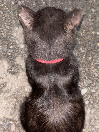 A black kitten wearing a red collar is seen from a top-down perspective. The kitten is sitting on a gravel surface, likely a road or pathway, in Balabanovo, Russia. The lighting suggests it is either nighttime or a dimly lit area. The kitten's fur is dark and appears somewhat matted. The background consists of grey and brown gravel with small stones and debris.