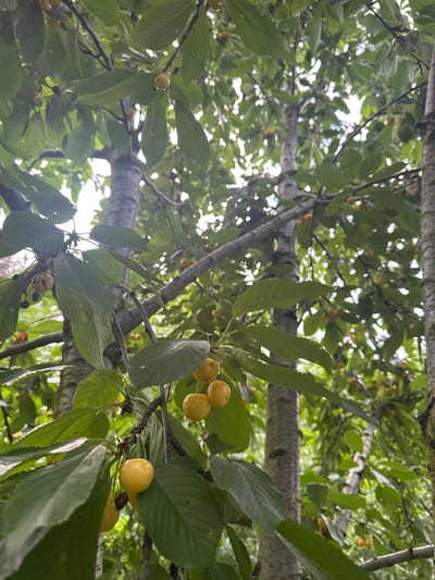 The image depicts a close-up, low-angle view of a cherry tree laden with yellow cherries, set against a backdrop of lush green leaves and dappled sunlight filtering through the canopy. The scene is dominated by the branches, leaves, and the ripening fruit, with a few tree trunks visible in the background. The cherries are round and appear to be in various stages of ripeness, with some showing a slightly translucent quality. The leaves are broad and textured, with a vibrant green hue. The overall impression is one of natural abundance and the quiet beauty of a fruit-bearing tree. No people or specific urban landmarks are visible, suggesting a natural or semi-natural setting within a city, potentially a park or a backyard in Kareli, Georgia.