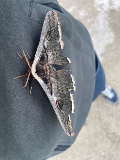 A large, grey and brown moth with striking eye-spots on its wings is resting on dark grey fabric. The moth's body is fuzzy, and its antennae are visible. Part of a blue leg and a blue sneaker are visible to the right of the moth. The background is a blurry, light-colored surface. The location is the city of Khadzhalmakhi, Russia.