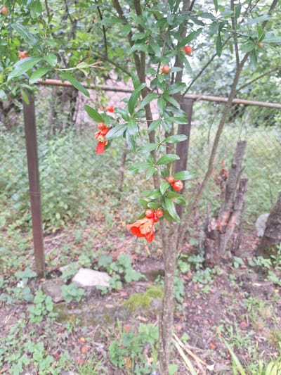 This media file shows a close-up of a pomegranate tree branch with green leaves and developing fruit. Several small, round, reddish-orange fruits are visible, some clustered together. A single, vibrant orange-red pomegranate flower is also in bloom, its petals unfurled. The branch is part of a larger tree, with other branches and foliage blurred in the background. A weathered wire fence runs horizontally across the mid-ground, partially obscuring a forest floor covered in dry leaves, grass, and small green plants. Several pieces of cut wood or branches are visible behind the fence, suggesting a wooded or garden area. The lighting suggests it is daytime, and the greenery indicates a temperate or warm season. The overall scene depicts a natural, outdoor setting. The location is identified as Zeda Sazano, Georgia. No people, text, or specific events are depicted.