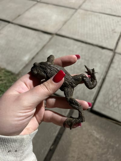 A dark, possibly deceased amphibian, potentially a frog or toad, is held in a pale hand with red manicured nails. The hand has a silver ring on the ring finger and the cuff of a light-colored garment is visible. The background suggests an outdoor location with gray pavers. The image does not indicate the location is in Bashur, Russia.