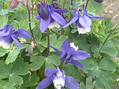 This is a close-up, eye-level, outdoor, daytime photograph of purple columbine flowers and their green foliage. The flowers have a distinctive spur-like shape, with outer petals forming a cup and inner petals appearing more delicate and layered. Some of the flowers are in full bloom, while others are still developing buds. The leaves are lobed and somewhat rounded, with serrated edges. The background is out of focus, showing a sandy or gravelly surface and hints of more green foliage. There is no indication of human presence or activity. The image was taken in the city of Kuril'sk, Russia.