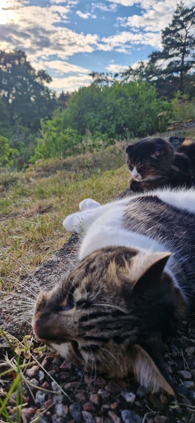The image captures two cats resting outdoors on a rocky surface, with grass and greenery in the background under a partly cloudy sky. The cat in the foreground is a tabby with white markings, lying on its back, showing its white belly and paw. Its head is turned to the left, with green eyes visible. The second cat, mostly obscured by the first, appears to be a darker tabby and is lying down in the background, facing to the right with its head resting on its paws. The environment suggests a natural setting, possibly a park or a backyard, with trees and bushes visible. The lighting indicates it is either early morning or late afternoon, given the warm tones and soft shadows. This scene could be located in any outdoor area, and without further information, pinpointing it to a specific location like the city of Sigtuna, Sweden, is not possible based solely on visual cues.