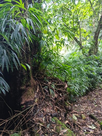 The scene depicts a dense forested area at Bangalum Bridge, Papua New Guinea. In the left foreground, a large tree trunk, dark brown and partially covered with moss and small green plants with elongated leaves, rises vertically. Adjacent to its base, a mound of organic debris comprising fallen leaves, twigs, and soil is visible. To the right of this, a thick growth of vibrant green foliage, appearing to be a species with numerous narrow, pointed leaves, forms a dense wall of vegetation extending into the mid-ground. The ground surface in the lower right quarter of the image is covered with a layer of leaf litter, small branches, and patches of moss-covered earth. The background reveals more trees and dappled sunlight filtering through the canopy, indicating a deeply wooded environment. No individuals, animals, or human-made structures are present in the frame.