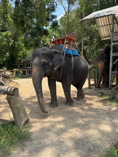An elephant with a red and blue saddle stands on a dirt path in Tambon Song Phraek, Thailand. Another elephant stands nearby under a metal structure. Trees and green foliage surround the area. A wooden fence runs along the bottom of the frame.