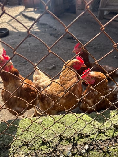 The image captures a scene in Gorna Grashtitsa, Bulgaria, depicting an enclosure containing domestic chickens, viewed through a rusty, diamond-patterned chain-link fence. In the foreground, a rough, irregular surface covered in green moss is visible below the fence. Beyond the fence, a minimum of five brown chickens are present on a light brown, possibly dirt or gravel, ground.

Specifically, a hen with reddish-brown plumage and a prominent red comb and wattles is positioned on the left, facing towards the right side of the frame. To its right, another similarly feathered hen is partially obscured by the fence. In the center, a third hen with a bright red comb and wattles faces slightly left. A fourth hen is visible to the right of the central hen, primarily showing its head and upper body. A fifth chicken is partially discernible in the blurry background, further within the enclosure.

The background consists of dry, uneven ground. To the far left background, a dark, circular object, possibly a tire, rests on the ground. Indistinct wooden or structural elements, suggestive of a coop or shelter, are partially visible in the distant background. The scene is illuminated by strong, natural daylight, casting clear shadows from the fence onto the mossy foreground and within the enclosure. No human subjects are present.