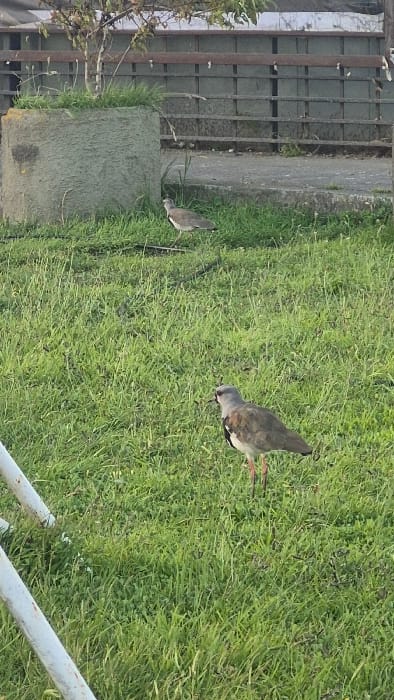 Two Southern Lapwings are present in the image. One stands near a concrete structure and a metal fence, while the other is positioned further away amidst lush green grass. The latter appears to be actively foraging, with its head oriented towards the ground. The overall scene captures a tranquil moment in a natural environment, highlighting the birds' presence within their habitat.