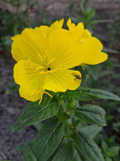 This media file is a close-up, high-angle photograph of a vibrant yellow flower, likely a primrose, with a small fly perched on one of its petals. The flower is the main subject, dominating the foreground with its delicate, crinkled petals and prominent stamens. Thin, dark lines, likely veins, are visible across the petals. The fly, dark in color, is sharply in focus on the upper left petal of the flower.
In the background, lush green leaves of the same plant and other foliage are slightly out of focus, suggesting a natural, outdoor setting. The ground below appears to be dark soil or gravel. The lighting suggests it is daytime, possibly overcast or late afternoon, as there are no harsh shadows.
The image captures a moment of nature's detail, highlighting the interaction between an insect and a flower. The overall mood is serene and naturalistic, focusing on the small-scale beauty of the scene. There is no visible text in the image. The location context provided is Krolevets, Ukraine, which aligns with the depiction of a natural outdoor environment.