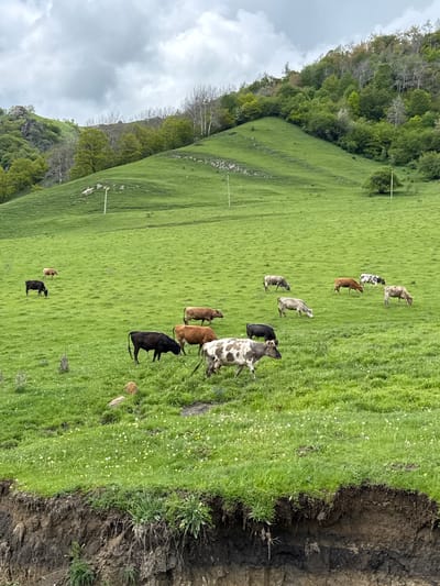 The image depicts a hillside in Нижняя Мара, Russia. The hillside is covered in lush green grass, with a cluster of trees along the left side. A herd of cattle is grazing on the hill. The sky is overcast with gray clouds. The ground on the right is darker and slightly cliff-like.
