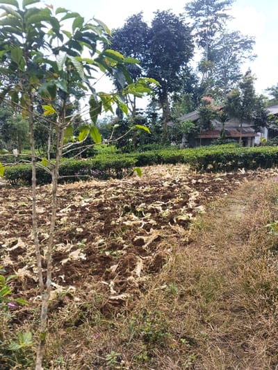 A landscape displays a cultivated field with brown soil and remnants of prior crops scattered across it. A young tree stands in the foreground, its sparse green leaves contrasting with the barren ground. Dense green shrubs form a hedge in the midground, partially obscuring a distant building. Taller trees rise in the background, and a patch of dry, brown vegetation fills the lower right corner of the scene.