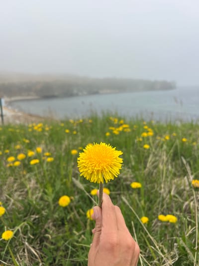 The image shows a hand holding a dandelion in a field with many other dandelions. A body of water is visible in the background, obscured by fog. The location is likely Zarubino, Russia. The scene is outdoors, in a natural setting. A person is interacting with the environment by holding a flower. The lighting suggests it is daytime.
