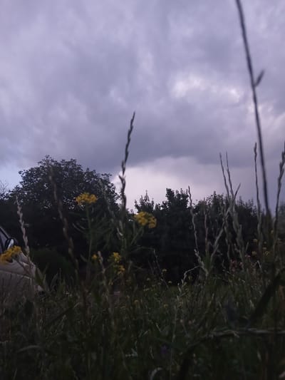This is a vertical, low-angle, eye-level shot of a cloudy sky at dusk, with a line of trees silhouetted against the lighter sky. In the foreground, tall blades of grass and some small yellow flowers are blurred, creating a shallow depth of field. The overall mood is somber and peaceful, with the muted colors of the sky and the dark vegetation. The lighting suggests it's late evening or early morning. The image lacks any discernible human presence or specific objects, focusing entirely on the natural landscape. There is no visible text in the image.